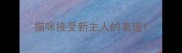 猫咪接受新主人的表现