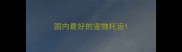 国内最好的宠物托运