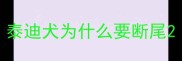 泰迪犬为什么要断尾