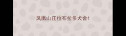 凤凰山庄拉布拉多犬舍