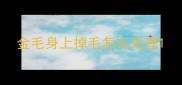 金毛身上掉毛怎么处理