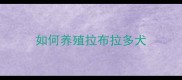 如何养殖拉布拉多犬