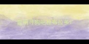 昆明寻狗吧拉布拉多