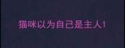 猫咪以为自己是主人