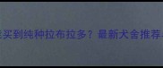 昆明哪里能买到纯种拉布拉多最新犬舍推荐与选购指南