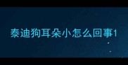泰迪狗耳朵小怎么回事