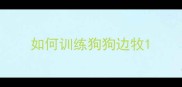 如何训练狗狗边牧