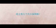 哈士奇几个月大换狗粮