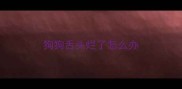 狗狗舌头烂了怎么办