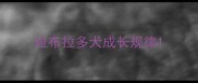 拉布拉多犬成长规律