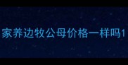 家养边牧公母价格一样吗