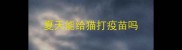 夏天能给猫打疫苗吗