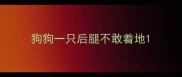狗狗一只后腿不敢着地