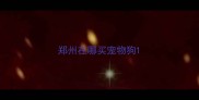 郑州在哪买宠物狗