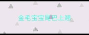 金毛宝宝尾巴上翘