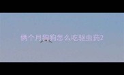 俩个月狗狗怎么吃驱虫药