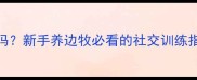 边牧会咬其他狗吗新手养边牧必看的社交训练指南附真实案例