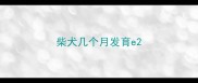 柴犬几个月发育e