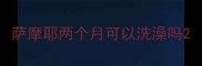 萨摩耶两个月可以洗澡吗