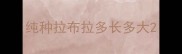 纯种拉布拉多长多大