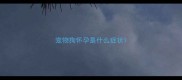 宠物狗怀孕是什么症状