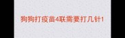 狗狗打疫苗4联需要打几针