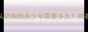 银狐犬成长全记录从奶狗到美少年需要多久附各月龄喂养训练指南