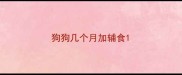 狗狗几个月加辅食