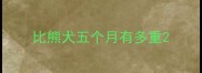 比熊犬五个月有多重