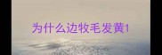 为什么边牧毛发黄