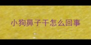 小狗鼻子干怎么回事