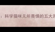 猫咪胆大包天全科学猫咪无所畏惧的五大原因及养护建议