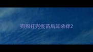 狗狗打完疫苗后耳朵痒