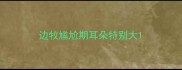 边牧尴尬期耳朵特别大
