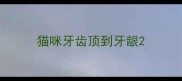 猫咪牙齿顶到牙龈