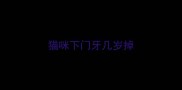 猫咪下门牙几岁掉