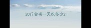 20斤金毛一天吃多少