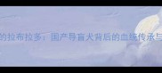 中国培育的拉布拉多国产导盲犬背后的血统传承与饲养指南