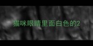 猫咪眼睛里面白色的