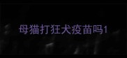 母猫打狂犬疫苗吗