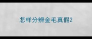 怎样分辨金毛真假