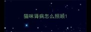 猫咪肾病怎么照顾