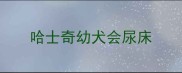 哈士奇幼犬会尿床