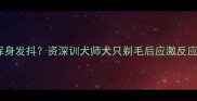 边牧剃毛后浑身发抖资深训犬师犬只剃毛后应激反应及应对指南