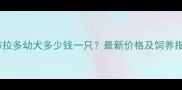 拉布拉多幼犬多少钱一只最新价格及饲养指南