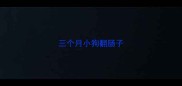 三个月小狗翻肠子