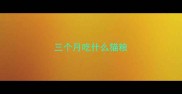 三个月吃什么猫粮