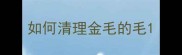 如何清理金毛的毛