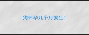 狗怀孕几个月就生