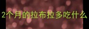 2个月的拉布拉多吃什么